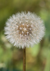 Fototapeta premium Dandelion against the background of grass. Macro