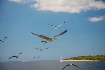 Seagull flying in a blue sky.