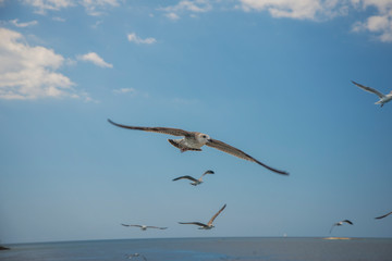 Fototapeta na wymiar Seagull flying in a blue sky.