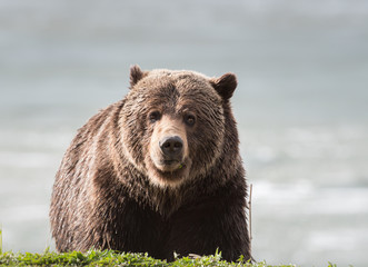 Fototapeta premium Grizzly bear in the spring