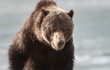 Grizzly bear in the spring