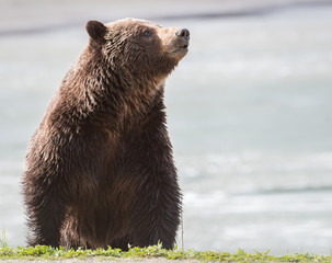 Obraz premium Grizzly bear in the spring