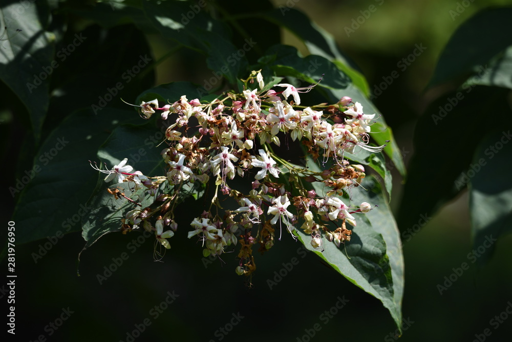 Poster Harlequin glory bower blossoms / Harlequin glory bower has an offensive odor on leaves, but young leaves are edible as wild vegetables.