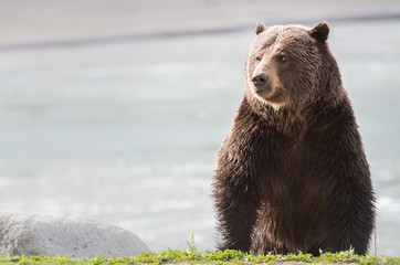 Obraz premium Grizzly bear in the spring