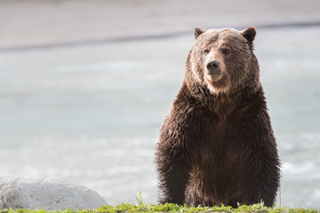 Grizzly bear in the spring