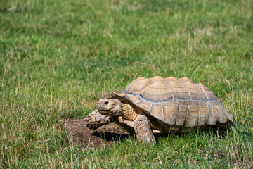 turtle on grass in natural environment 