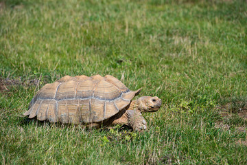 turtle on grass in natural environment 