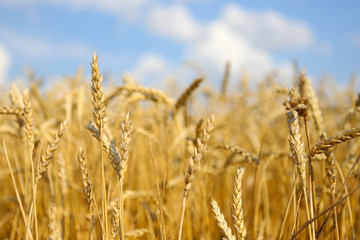 Obraz premium Beautiful summer landscape. Ripe wheat field, wheat ears, shallow depth of field. Harvest idea concept. rural scenery with blue sky with sun. creative image. wheat, field