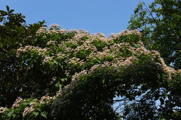 Harlequin glory bower blossoms / Harlequin glory bower has an offensive odor on leaves, but young leaves are edible as wild vegetables.