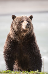 Obraz premium Grizzly bear in the spring