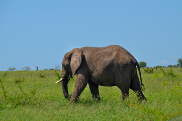 Naklejka na ściany i meble Elephant walking through savanna