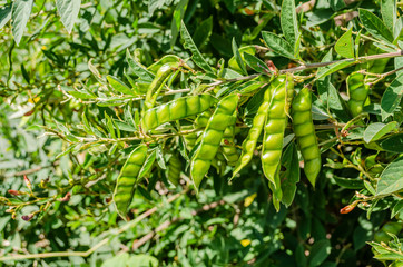 Obraz premium Green Gungo Pods On Tree
