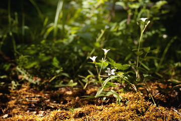 White flowers in the forest on the background of forest greenery illuminated by sunlight from above
