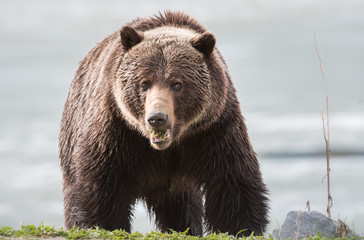 Grizzly bear in the spring