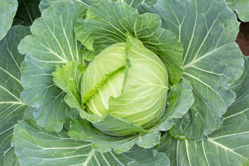 big cabbage in garden