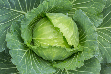Fototapeta na wymiar head of cabbage in garden