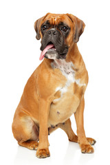 Adult boxer dog sits in front of white background
