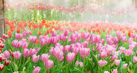 Obraz na płótnie Canvas field of pink tulips