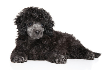 Toy poodle puppy lying on white background