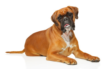 German boxer, lying on a white background