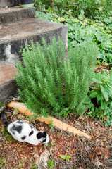 Rosemary Plant In Front A Step