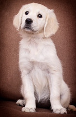 golden retriever puppy looking indoors