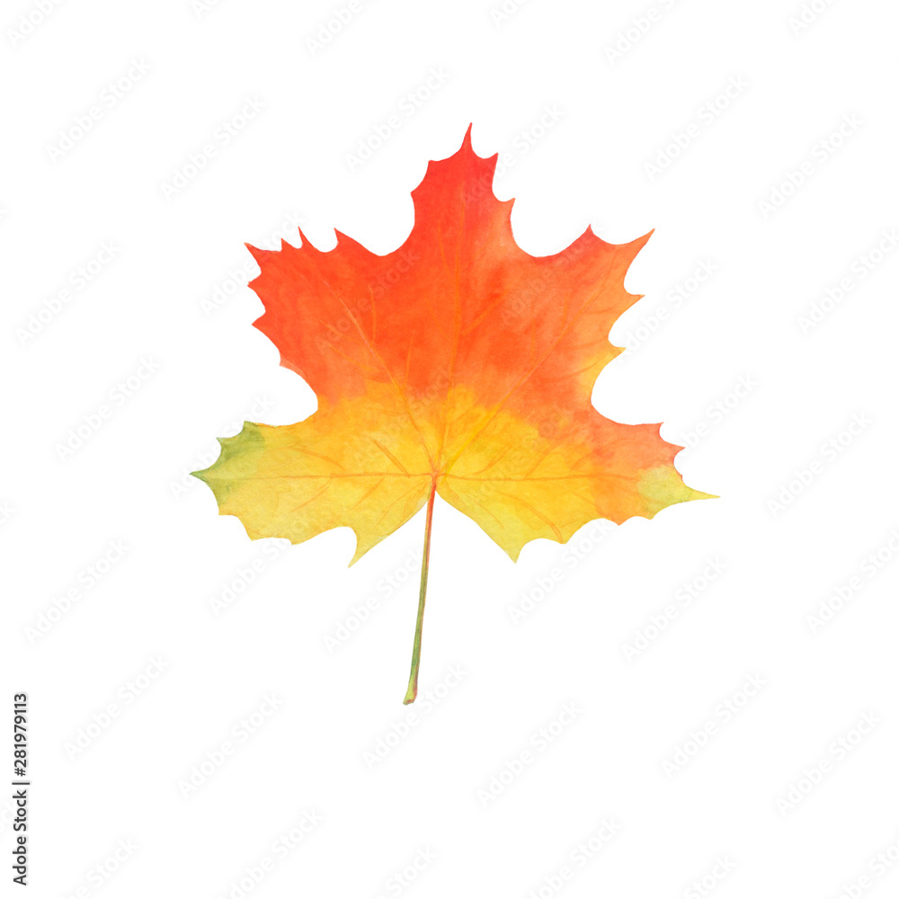 Wall mural bright maple leaf isolated on white.