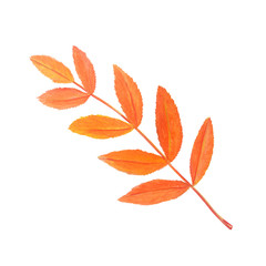Naklejka premium Bright rowan leaf isolated on white.