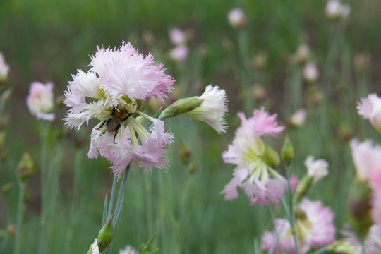 Dianthus Early Bird Frosty.  Early Spring Through Summer