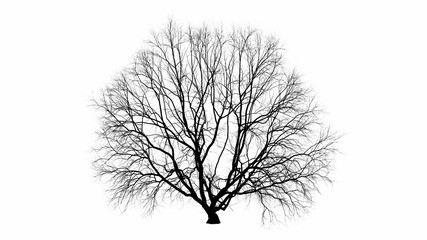 Black tree silhouette illustration in white background