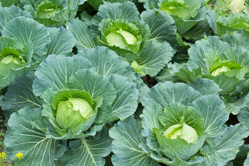 head of cabbage