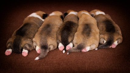 newborn puppies lie in a row backwards, Welsh Corgi breed