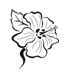 Fototapeta na wymiar Vector illustration of a Hibiscus 