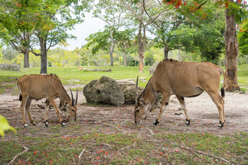 Impala eating in natural environment