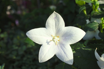 Ballonblume