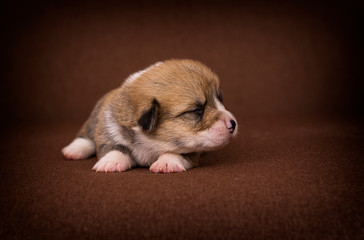 newborn puppy lie welsh corgi breed