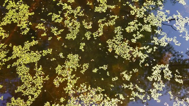 Tina and duckweed on the water in the pond. blooming water in a lake or pond