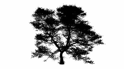 Fototapeta na wymiar Black tree silhouette illustration in white background