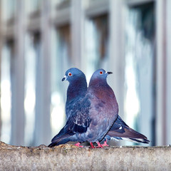 Pigeons close-up on a combined background