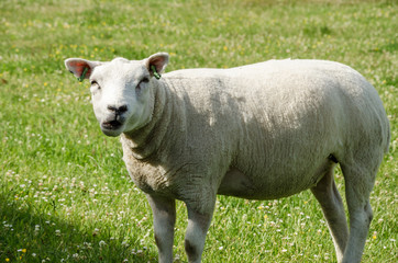 Sheep purebred sheared animals in nature on green grass