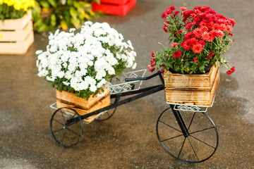 Model of an old bicycle equipped with basket of flowers. autumn flowers decor