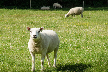 Obraz premium Sheep purebred sheared animals in nature on green grass
