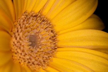 Gerbera yellow flower head, genus of plants in the Asteraceae of the daisy family native to tropical regions of South America, Africa and Asia, macro with shallow depth of field 