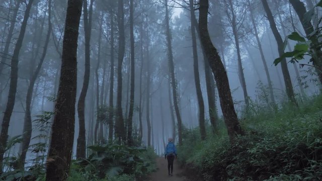 Woman walks through themisty foggy pine forest, Handled  shot No Color Grading shot