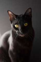 Black oriental cat portrait on black backround. 