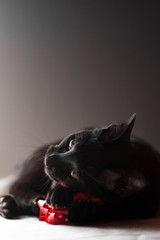 Black oriental cat holding and playing red ribbon toy on a black background. Animal portrait.