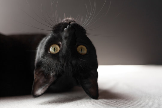 Black Oriental Cat Portrait On Black Backround. 