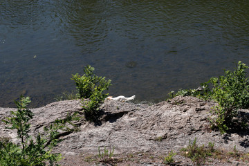 Dog playing in the river