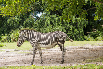 Fototapeta na wymiar Zebra walking on the grass
