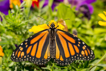 Monarch Butterfly (Danaus plexippus)